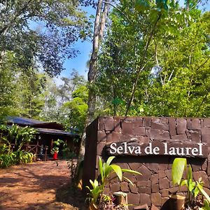 Selva De Laurel